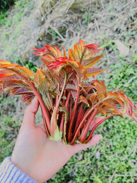 梅子苗图片_苗梅子种植技术与管理_梅子苗种植技术