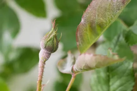 梅子苗图片_苗梅子种植技术与管理_梅子苗种植技术