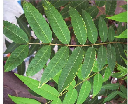 苗梅子种植技术与管理_梅子苗种植技术_梅子苗图片