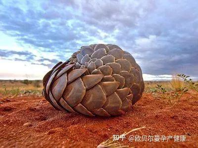 致富经特种养殖穿山甲_穿山甲养殖犯法吗_有没有养殖穿山甲