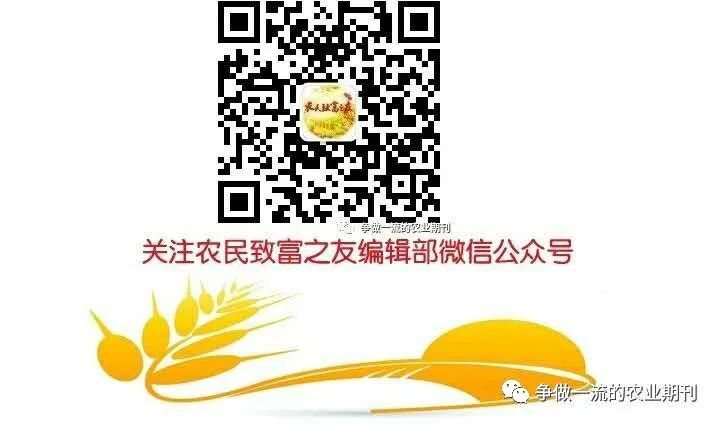 南瓜食用种植技术与管理_南瓜的种植技术和管理_种植食用南瓜技术