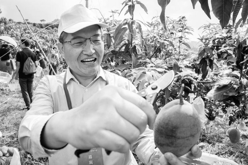 甜蜜芒果撬动百亿富民产业