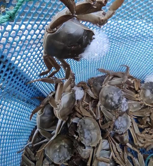 致富经有养水草的吗_有水草养什么鱼比较好_养水草的作用