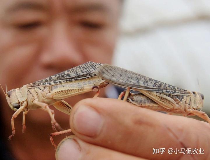致富经有养水草的吗_有水草养什么鱼比较好_养水草赚钱吗