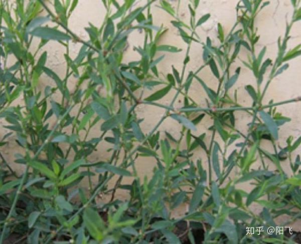 致富经有养水草的吗_养水草赚钱吗_养殖水草