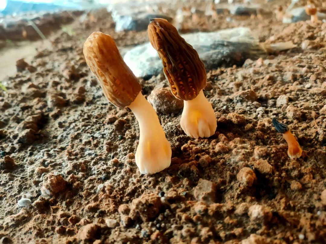 羊肚菌种植增收致富_2020年种植羊肚菌前景如何_种植羊肚菌效益怎么样