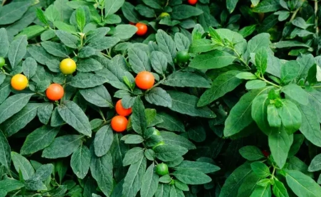 广西种植沙棘技术条件_沙棘果广西能种植吗_沙棘在广西种植技术