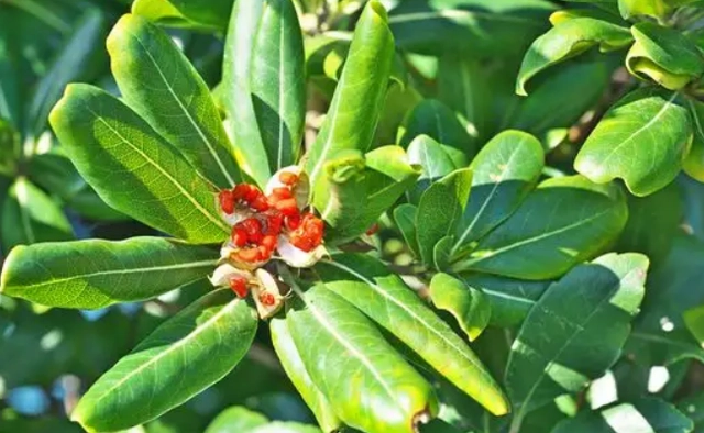广西种植沙棘技术条件_沙棘在广西种植技术_沙棘果广西能种植吗