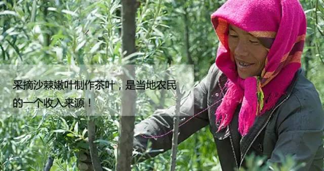 沙棘的栽培技术要点_沙棘种植环境_沙棘在广西种植技术