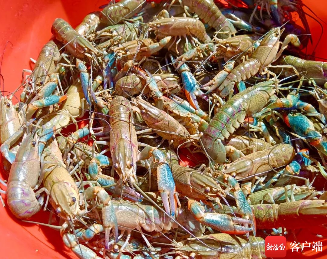 致富经澳洲淡水小龙虾_澳洲淡水龙虾骗局_科技苑澳洲淡水龙虾养殖技术