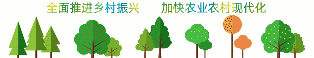 寒葱的种植_寒葱种植致富_致富种植寒葱图片