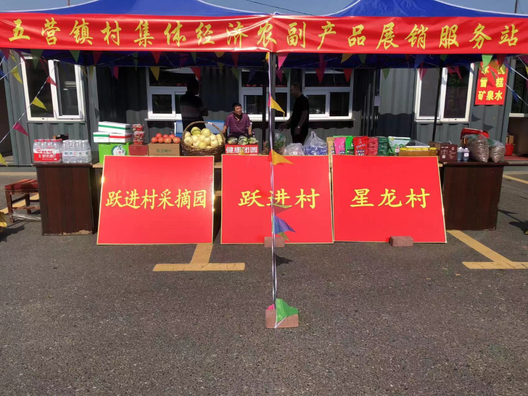 致富种植寒葱图片_寒葱的种植_寒葱种植致富