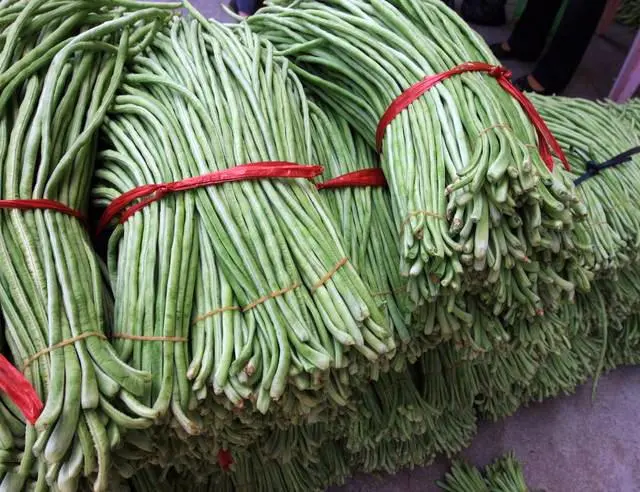 种植秋豇豆技术要点_种植秋豇豆技术要求_秋豇豆种植技术
