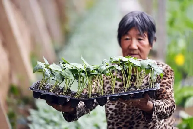 秋豇豆种植技术_种植秋豇豆技术要求_种植秋豇豆技术要点