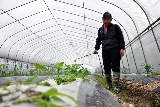 种植秋豇豆技术要求_秋豇豆种植技术_种植秋豇豆技术要点