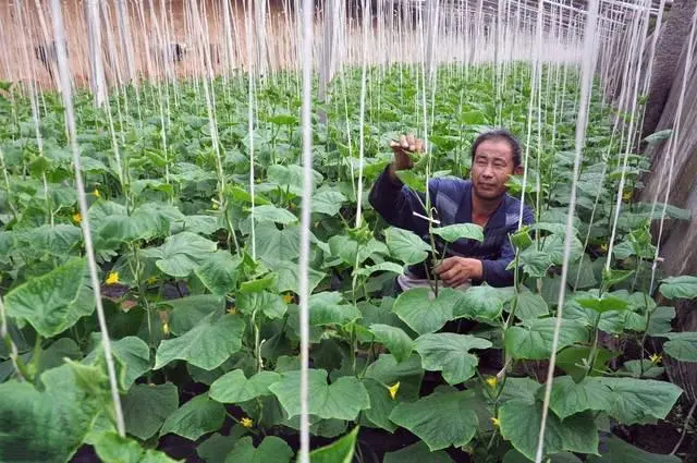 种植秋豇豆技术要求_种植秋豇豆技术要点_秋豇豆种植技术