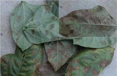 种植秋豇豆技术要点_种植秋豇豆技术要求_秋豇豆种植技术