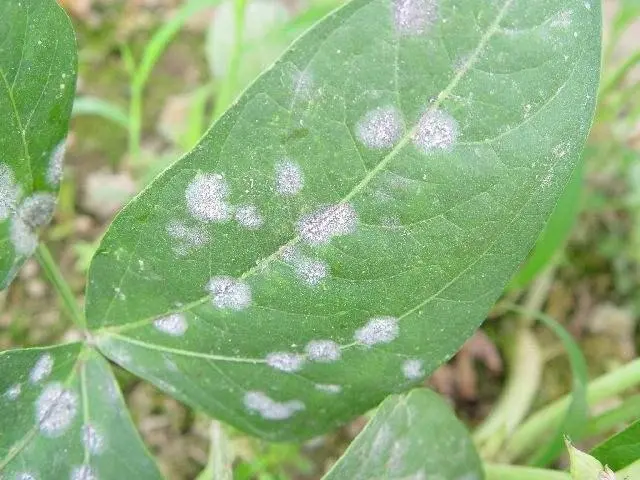 种植秋豇豆技术要求_种植秋豇豆技术要点_秋豇豆种植技术
