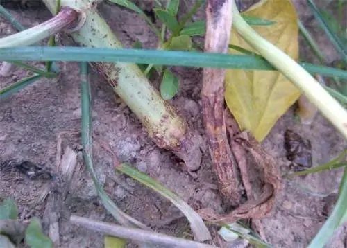 种植秋豇豆技术要求_秋豇豆种植技术_种植秋豇豆技术要点