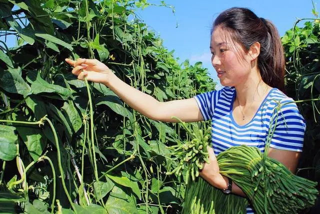 秋豇豆种植技术_种植秋豇豆技术要求_种植秋豇豆技术要点