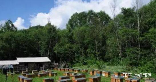 蜜蜂养殖视频致富经_蜜蜂致富养殖土豆视频_土蜜蜂养殖致富