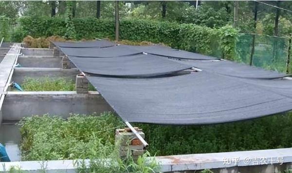 养殖泥鳅家庭技术视频教程_养殖泥鳅家庭技术视频_家庭泥鳅的养殖技术