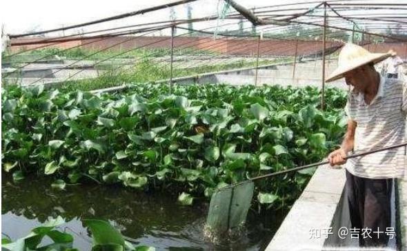 养殖泥鳅家庭技术视频_养殖泥鳅家庭技术视频教程_家庭泥鳅的养殖技术