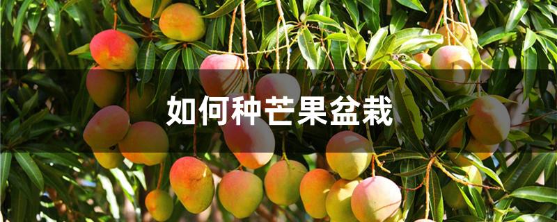 如何种芒果盆栽