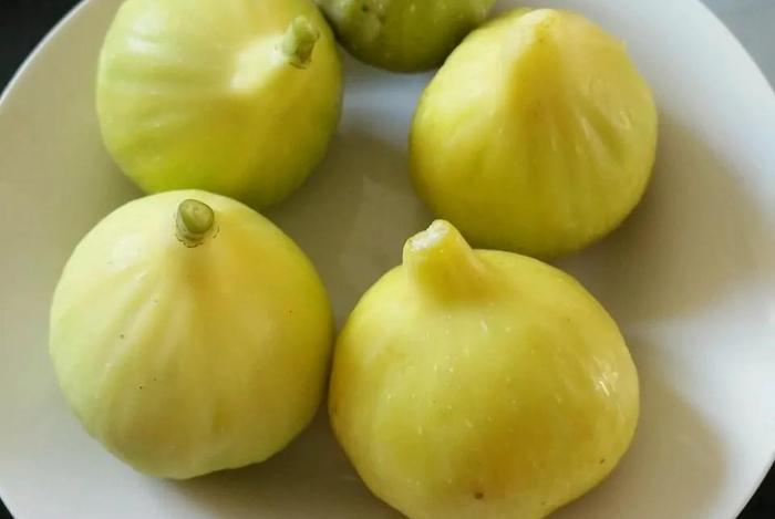 致富种植无花果有什么好处_致富种植无花果有什么要求_有种植无花果的致富经吗