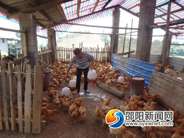 石博成：荒山养鸡啄出“致富路”