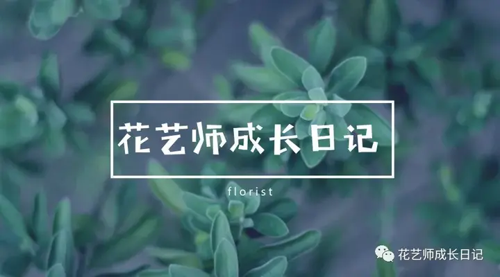 养殖肉花技术小结_小肉花怎么养殖技术_养肉花怎么养