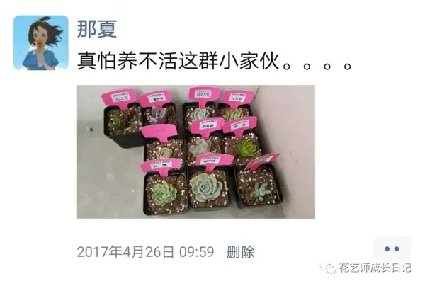 养殖肉花技术小结_养肉花怎么养_小肉花怎么养殖技术