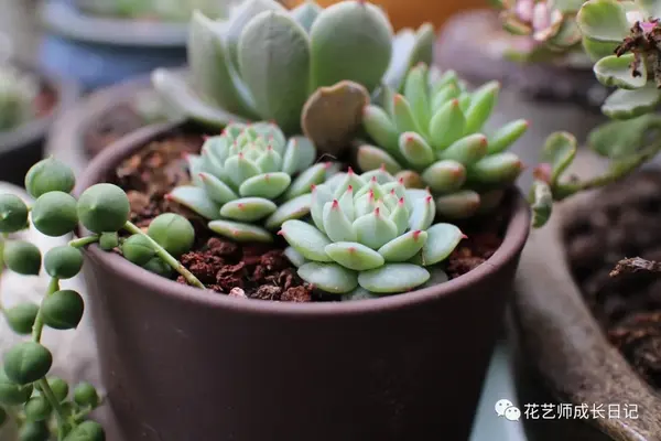 养肉花怎么养_养殖肉花技术小结_小肉花怎么养殖技术
