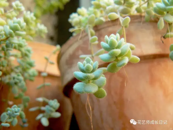 小肉花怎么养殖技术_养殖肉花技术小结_养肉花怎么养