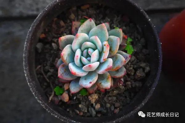 养殖肉花技术小结_小肉花怎么养殖技术_养肉花怎么养