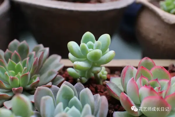 养肉花怎么养_小肉花怎么养殖技术_养殖肉花技术小结