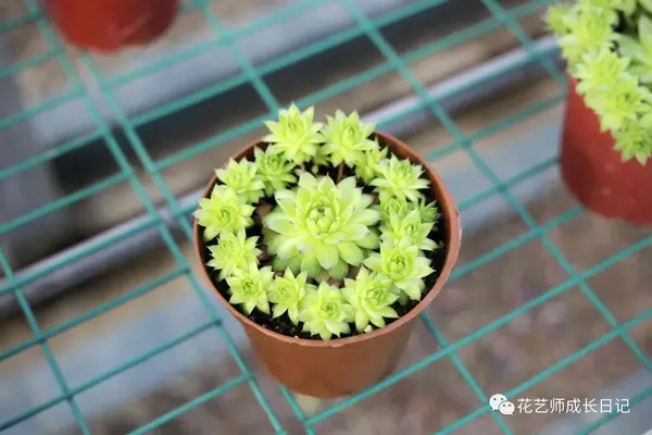 养殖肉花技术小结_养肉花怎么养_小肉花怎么养殖技术