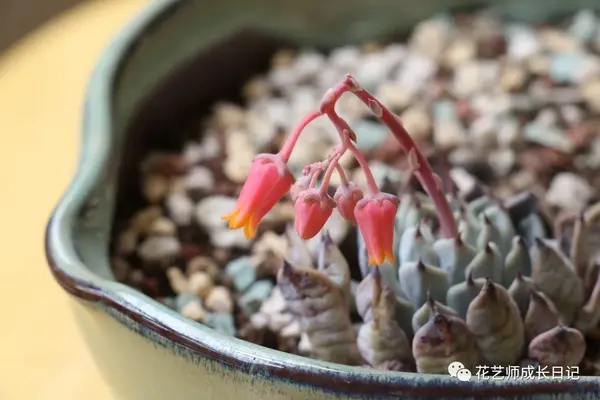 养殖肉花技术小结_养肉花怎么养_小肉花怎么养殖技术