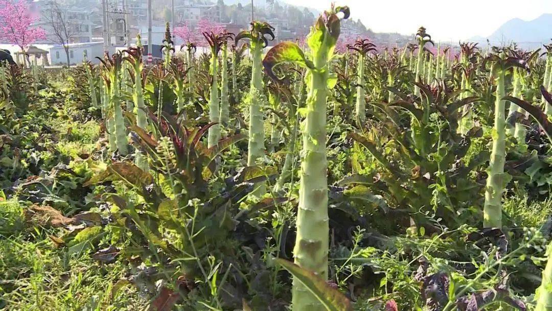 致富种植莴苣怎么样_种植莴苣致富_致富种植莴苣视频