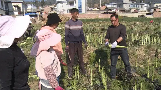致富种植莴苣视频_种植莴苣致富_致富种植莴苣怎么样
