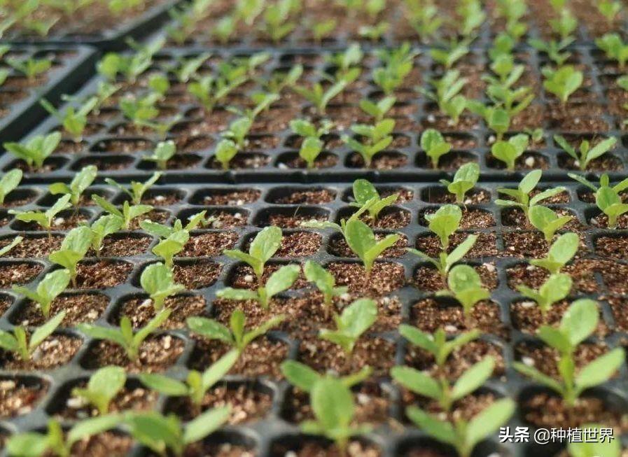 种植莴笋致富_致富种植莴苣怎么样_种植莴苣致富