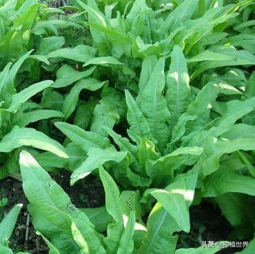 种植莴笋致富_致富种植莴苣怎么样_种植莴苣致富