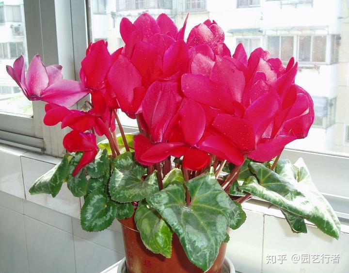 家养盆栽正确施肥，才能“叶茂、花繁、果硕”
