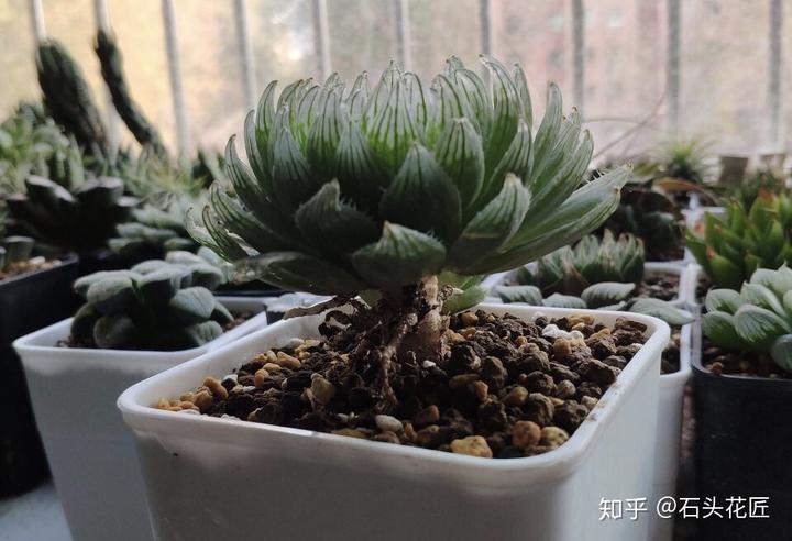 养殖肉花技术小知识_肉花的养殖_小肉花怎么养殖技术
