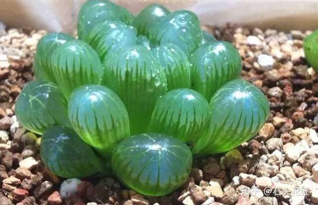 养殖肉花技术小知识_肉花的养殖_小肉花怎么养殖技术