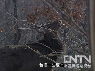 方东朔养野猪：深山老林响彻钟声的背后(2012.04.16)