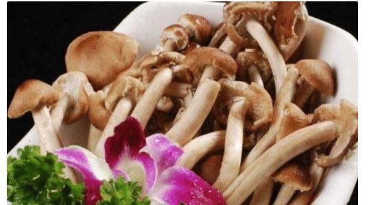 茶树菇的栽培技术以及注意事项
