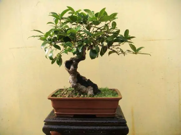 四季桂花的养殖_四季桂桂花养殖技术_桂花的养殖技术四季桂