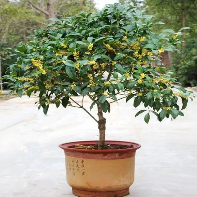 四季桂花的养殖_四季桂桂花养殖技术_桂花的养殖技术四季桂