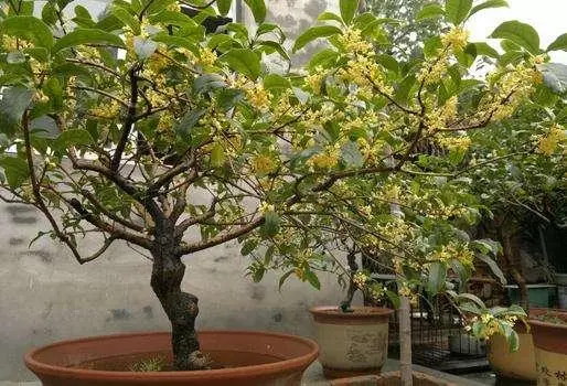 四季桂花的养殖_四季桂桂花养殖技术_桂花的养殖技术四季桂